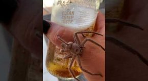 Creepy Crawly Joins in for a Cold One