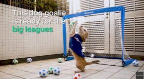 Dog Goalie Earned 3 Guinness World Records