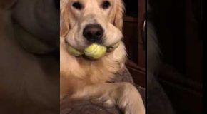 Dog’s Mouth Stuffed with Tennis Balls