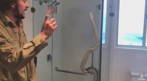 Family Find Snake in Their Shower