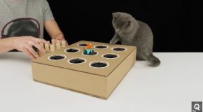 How to Make a Whack-A-Mole Game for Your Cat