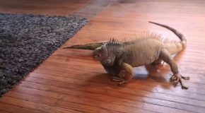 Iguana Tussles With Toy!