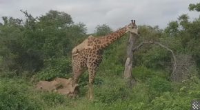 Lions Climb On Top Of Giraffe to Bring it Down