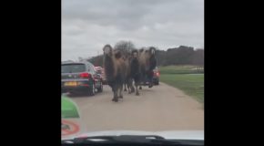 Rogue Camels Run Through Cars