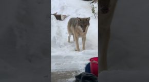 Sick Wolf Hunts a Deer in the Yard