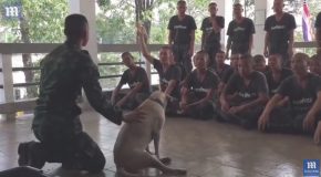 Soldier Demonstrates CPR On His Loyal Pet Dog