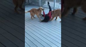Super Excited Dogs Crash Tackle Their Human