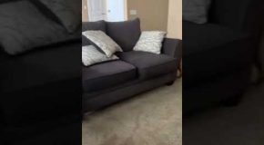 Dog Owner Accidentally Taught His Pet an Impressive New Trick
