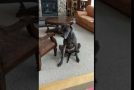 Great Dane Uses Both Legs to Scratch