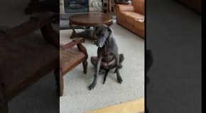 Great Dane Uses Both Legs to Scratch