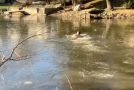 Guy Dives Into Frozen Lake To Save Stranded Cat
