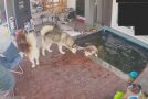Husky Falls Into Pond And Is Saved By Owner