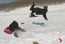 Reporter Flipped by Sled During News Report