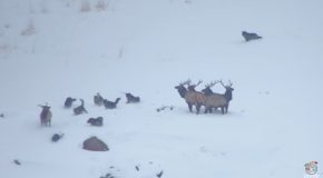 Wolf Pack Gives Chase to Group of Elk