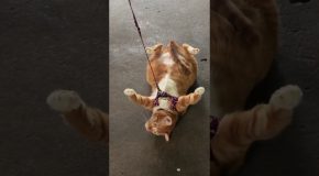 Dragging The Cat In