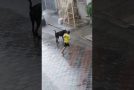 Boy and Dog Have a Blast in the Rain