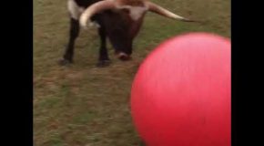 Bull Devastated After He Pops is Favorite Red Ball