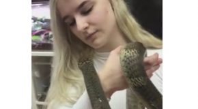 Handling a King Cobra