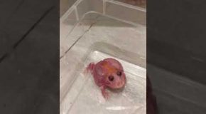Perturbed Pink Pac Man Frog