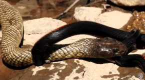Snakes Struggle at the River