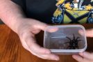 Arachnid Dude Handles The Sydney Funnel Web Like A Champ