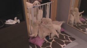 Experienced Dog Mom Teachers Her 8-Week Old Pups How to Be Patient