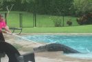 Gator Pulled from Florida Pool
