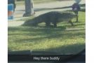 Gigantic Gator Strolls Down Florida Street