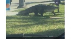 Gigantic Gator Strolls Down Florida Street
