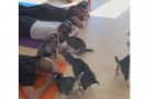 Have You Ever Heard of Puppy Yoga?