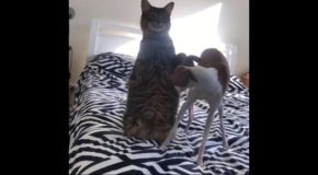 Cat Stands Up and Stares into Space