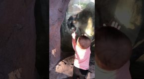 Fearless Baby Faces Mountain Lion