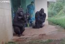 Feeling Miserable In The Rain? These Gorillas Too