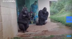 Feeling Miserable In The Rain? These Gorillas Too