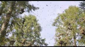 The Magnificent Sound of Several Million Monarch Butterflies Taking Off All at Once