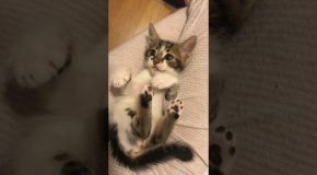 Precious Kitten Falls Fast Asleep While Playing