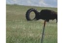 Buffalo Finds Toy His Own Size