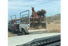 Frightened Horse Falls Out of Moving Trailer