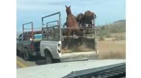Frightened Horse Falls Out of Moving Trailer