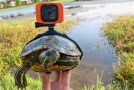 Guy Strapped a GoPro On a Turtle