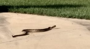 How to Southern Fry a Rattlesnake
