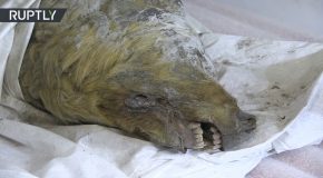 Severed Head of a 40,000yo Giant Pleistocene Wolf Discovered in Russia
