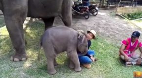 A Baby Elephant Loves to Play With This Cute Young Man