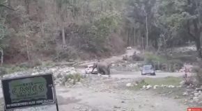 Elephants Attack Tourist Cars Blocking Their Path in North Indian Park