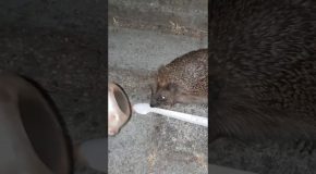Helping a Hedgehog With His Head Stuck