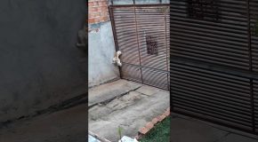 Clever Canine Gets Caught Making Escape