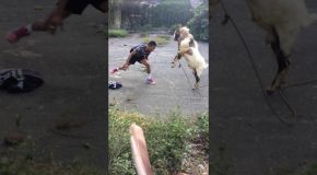 Man and Goat Go Head To Head
