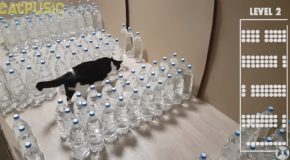Mission Impossible. Bottle Maze With Water For The Cat