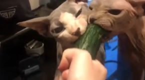 Sphynx Cats Devouring Cucumber