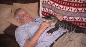 This Alligator Just Wants to Cuddle You